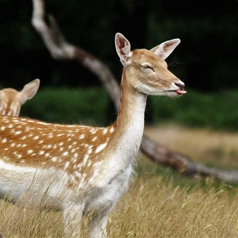 Best Picnic Spots in London 2025 | Top Parks & Nearby 5-Star Hotels