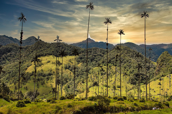 Colombia Cocora Valley nomadovese